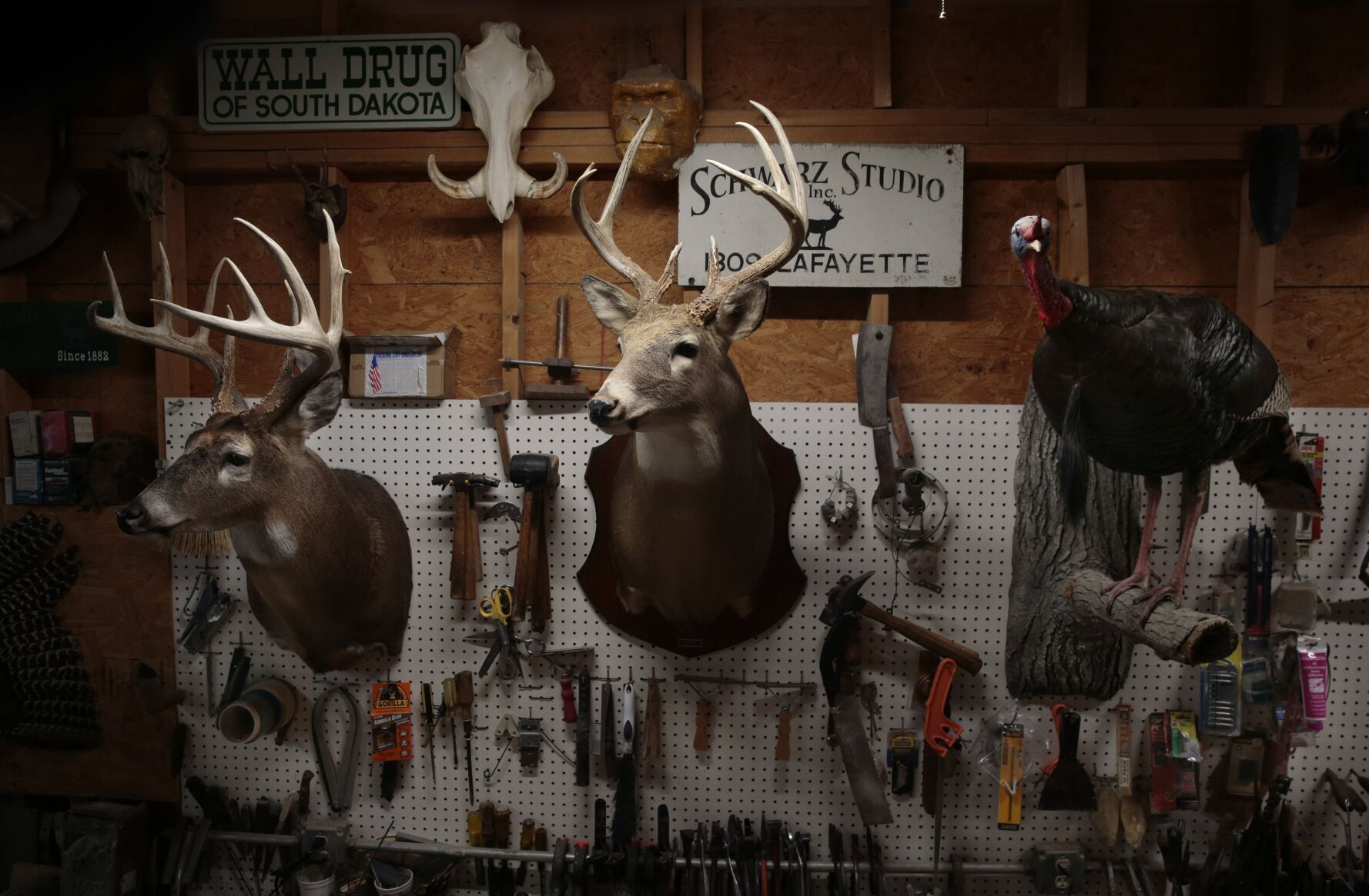 Oldest taxidermy studio in America running strong in Affton
